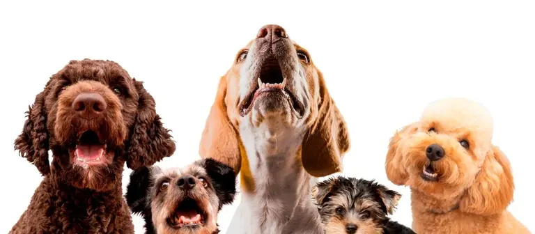 Titelbild: Digitales Marketing für Tierhandlungen und Tierarztpraxen: Der umfassende Leitfaden