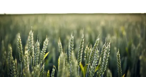 Imagem de capa: Passkeys e o fim das senhas: impacto no atendimento digital